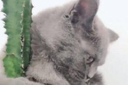 虎头鱼可以给猫咪吃吗