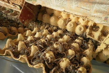 养100斤蝎子利润多少