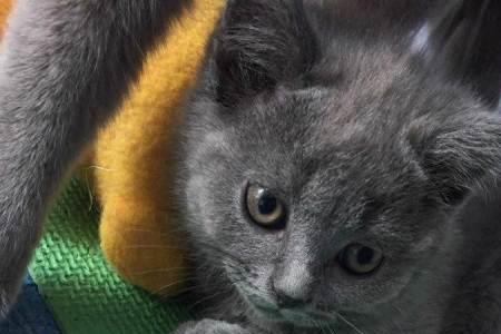 蓝猫母猫第一次配对多大合适