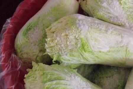 白菜露天怎么保存