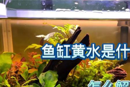 鱼缸黄水最快的解决办法