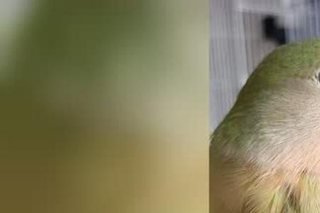 绿桃鹦鹉每年几月份下蛋