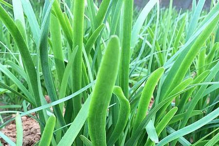 出伏后韭菜多久能收