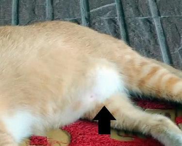 猫怀孕要多久