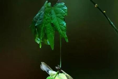 繁花似锦鸟语花香什么意思