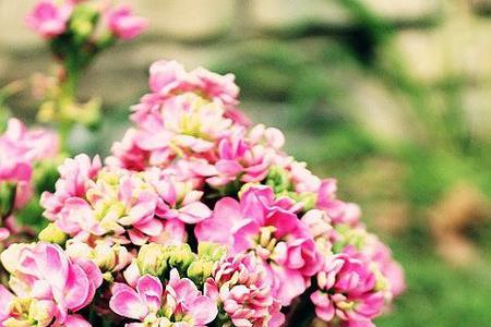 春暖花开，来日方长是什么意思