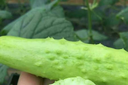 水果黄瓜是主枝结果还是侧枝