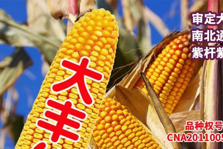 惠民207玉米种子审定公告