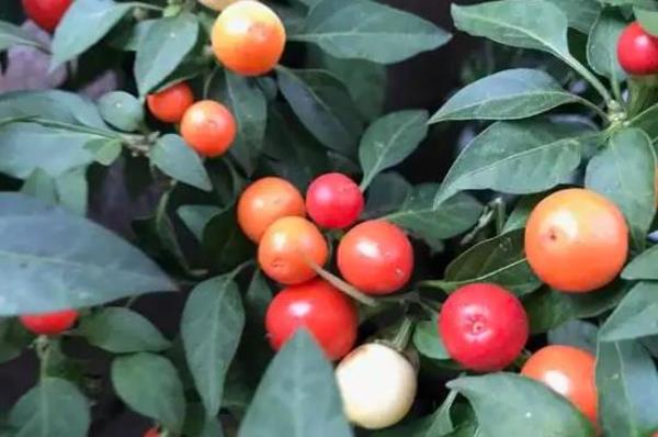 珊瑚樱7月底可修剪吗