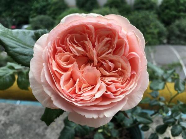 芳香王月季缺点