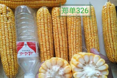 山东双国审玉米品种