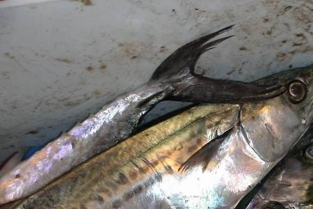 渤海湾7月份能钓鲅鱼吗