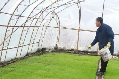 水稻守护者种植技术