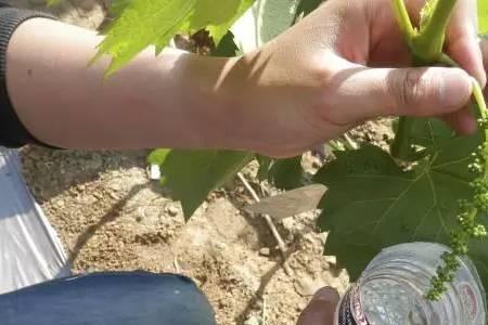 7月葡萄收果后怎样修剪