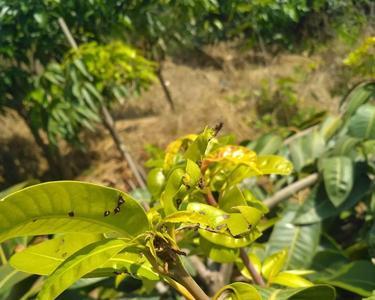 芒果出花了可喷噻苯隆吗