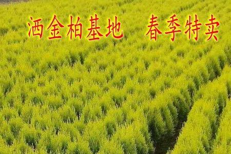 松柏的柏可以换什么偏旁