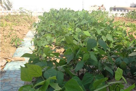 四季豆收获期是多少天