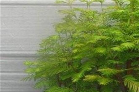 水杉怕冷么，怎么样来过冬天