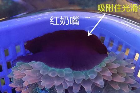 金奶嘴比红奶嘴海葵贵吗