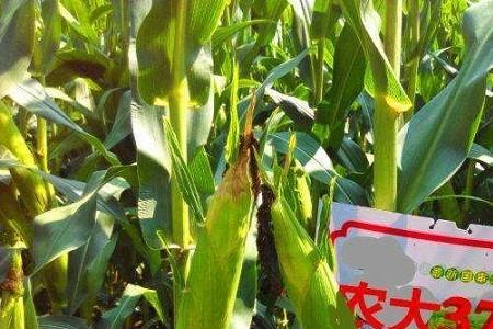 778和377农大玉米种哪个好