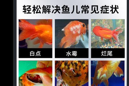 锦鲤烂尾吧需要加什么药物