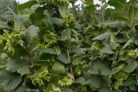 榛子什么时候育苗