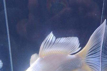 蝴蝶鲤鱼鳍收紧是用什么药