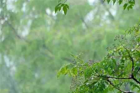 雨声绵绵是什么意思
