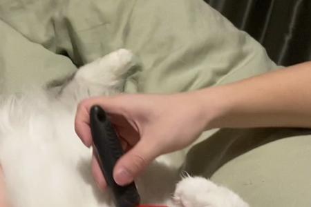 为什么给猫梳毛它就吃东西