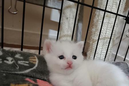 会走路的小猫大概有满月吗