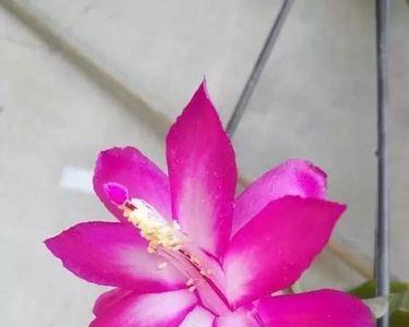 蟹爪兰烂根用什么恶霉灵行吗