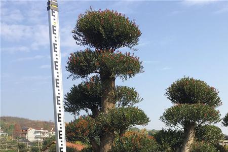 赤楠木材用途