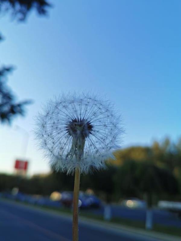 梦想有日终可见的句子