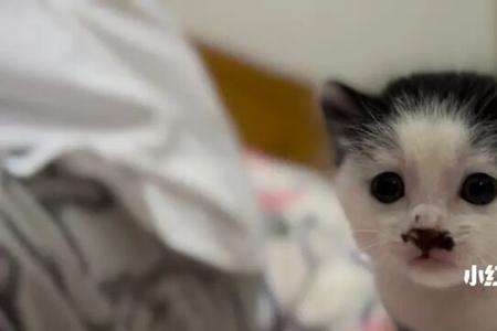 两个月的猫总是骑着小猫怎么办