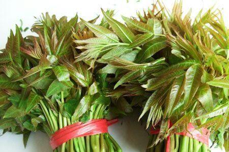 大连香椿芽几月发芽
