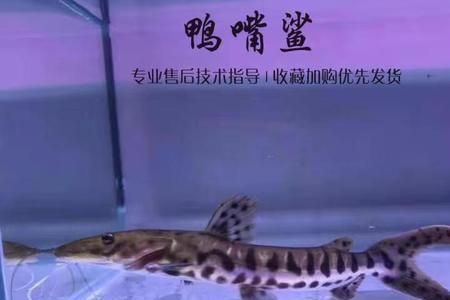 虎纹鸭嘴鱼怎么做好吃