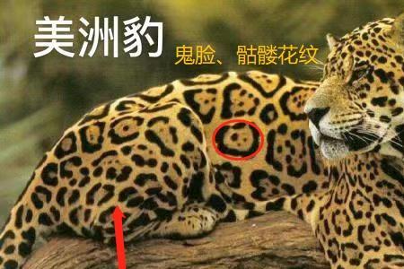 皖北北六豹是哪六豹