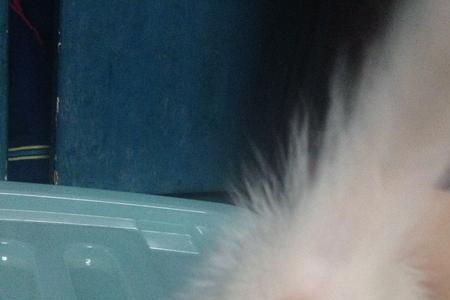 公猫看到公猫总是叫