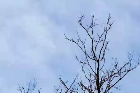 外墙保温层被小鸟做窝咋办
