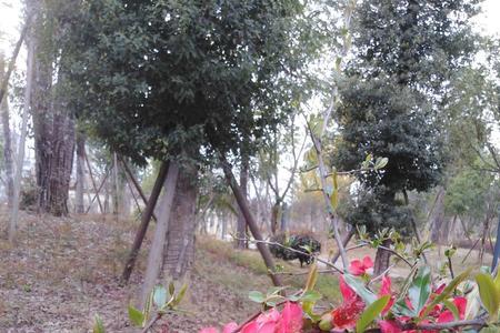 春暖花开燕剪柳的意思