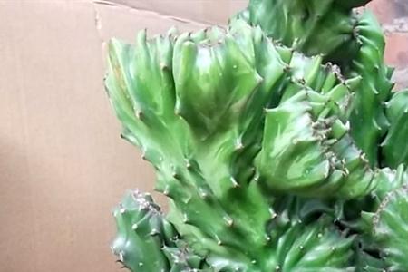 玉麒麟为啥每年要换盆