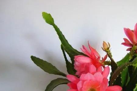 令箭荷花开花前兆