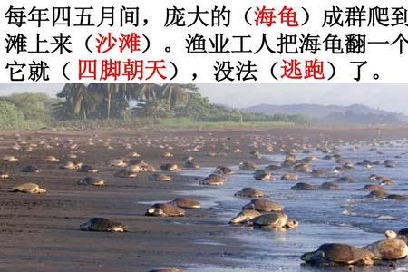 西沙群岛的海龟像什么