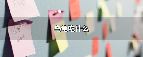 乌龟吃什么矿物质