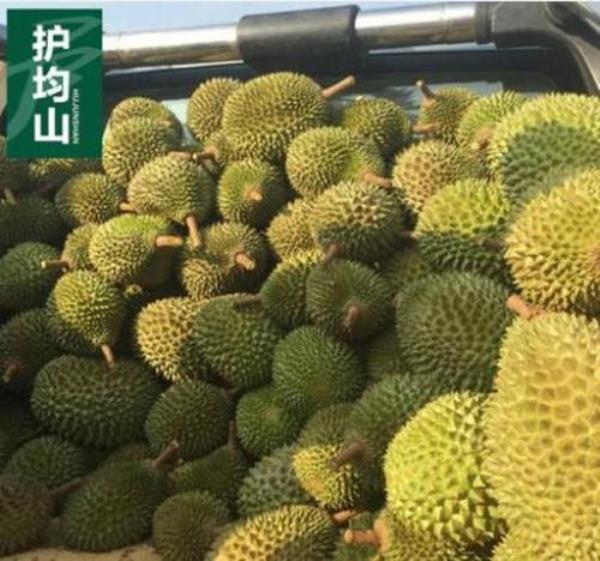 去批发市场拿榴莲几个头的最好