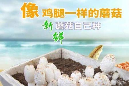 冬季蘑菇菌包发芽后要盖东西吗