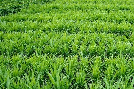 中伏可以移栽韭菜吗