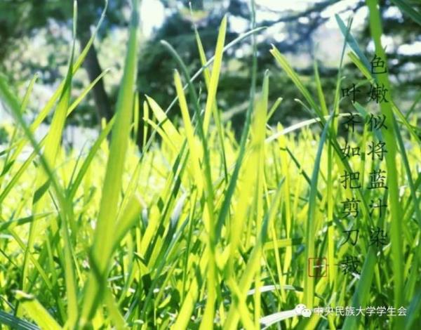 仲夏初芒什么意思