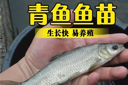 网上买的鱼苗可以直接放塘里吗