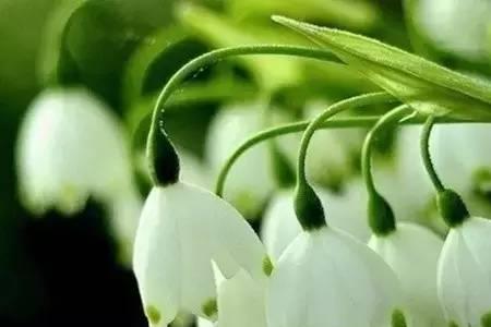 多肉水滴花的养殖方法